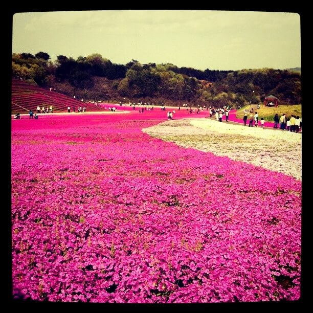 桃色のじゅうたん - 栃木県市貝町の芝ざくら公園