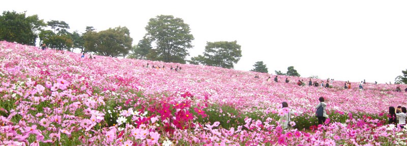 国営昭和記念公園の秋桜