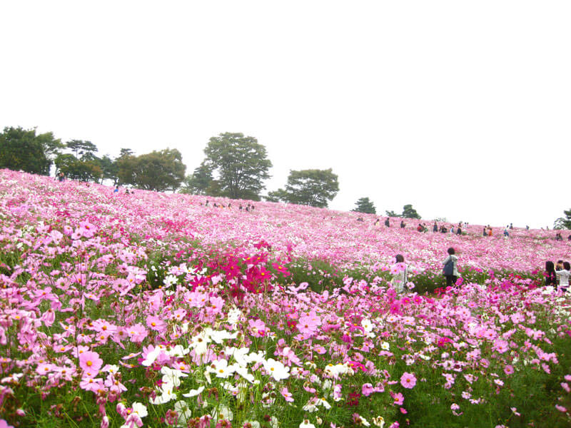 秋桜を見に - 立川市の昭和記念公園の「コスモスまつり」