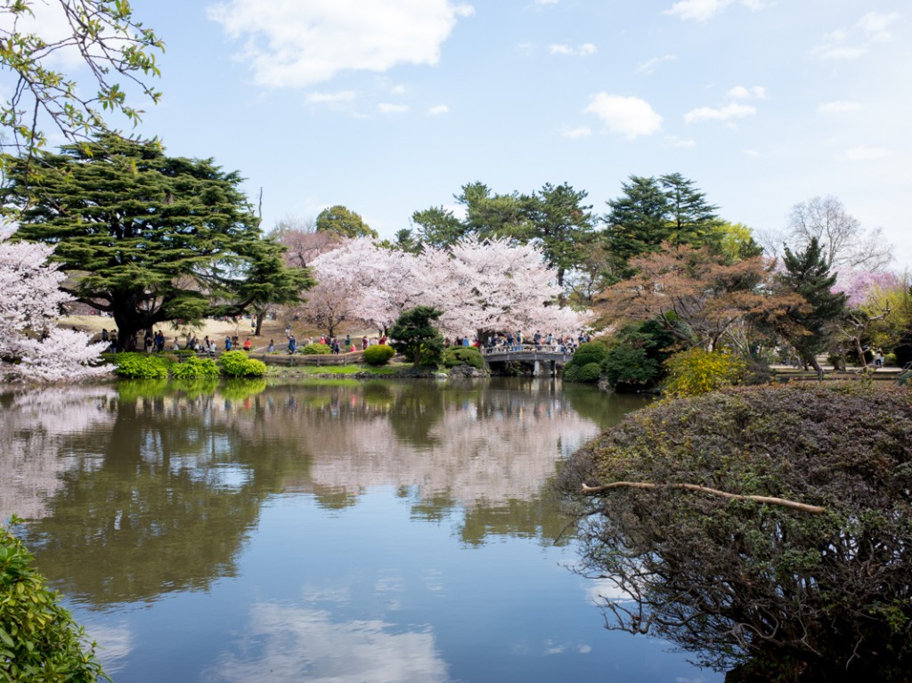 都内の公園の桜巡り - 新宿御苑と六義園