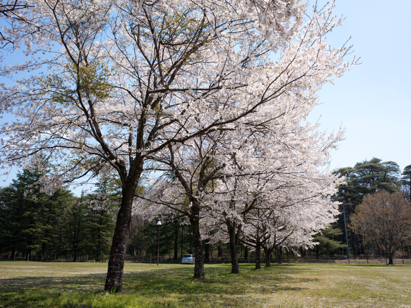 那須千本松牧場、駐車場の桜の木