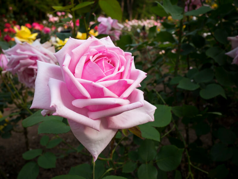薔薇の花園 - 真岡井頭公園のバラ園