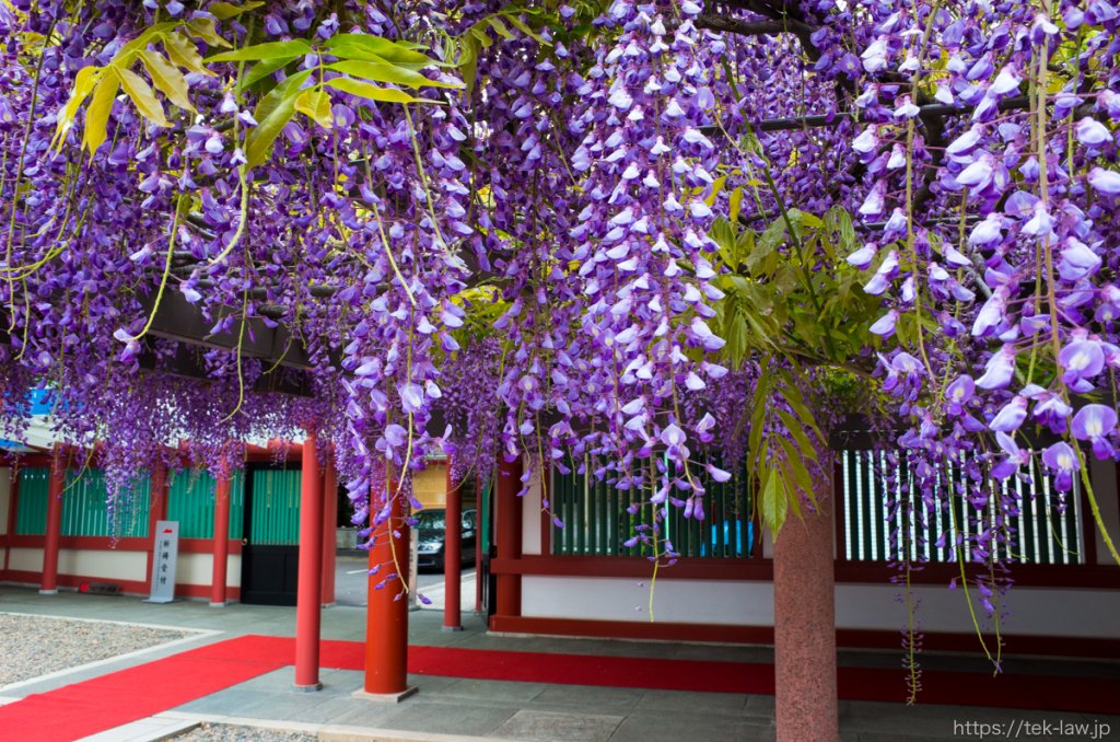 日枝神社と藤の花