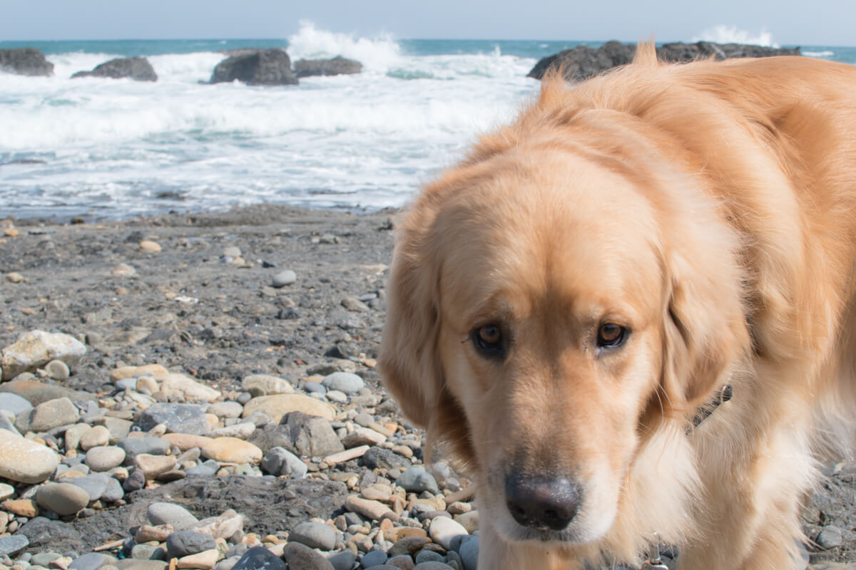 海岸と犬