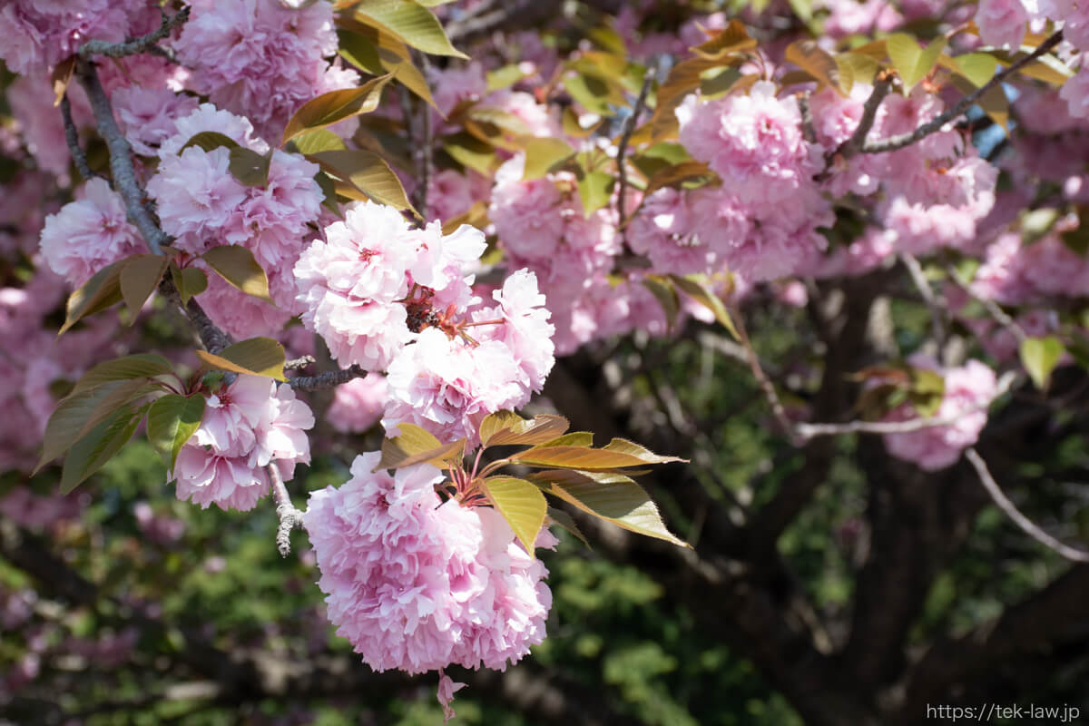富谷山ふれあい公園の八重桜