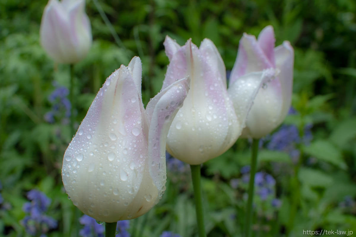 雨の雫と白い花びら