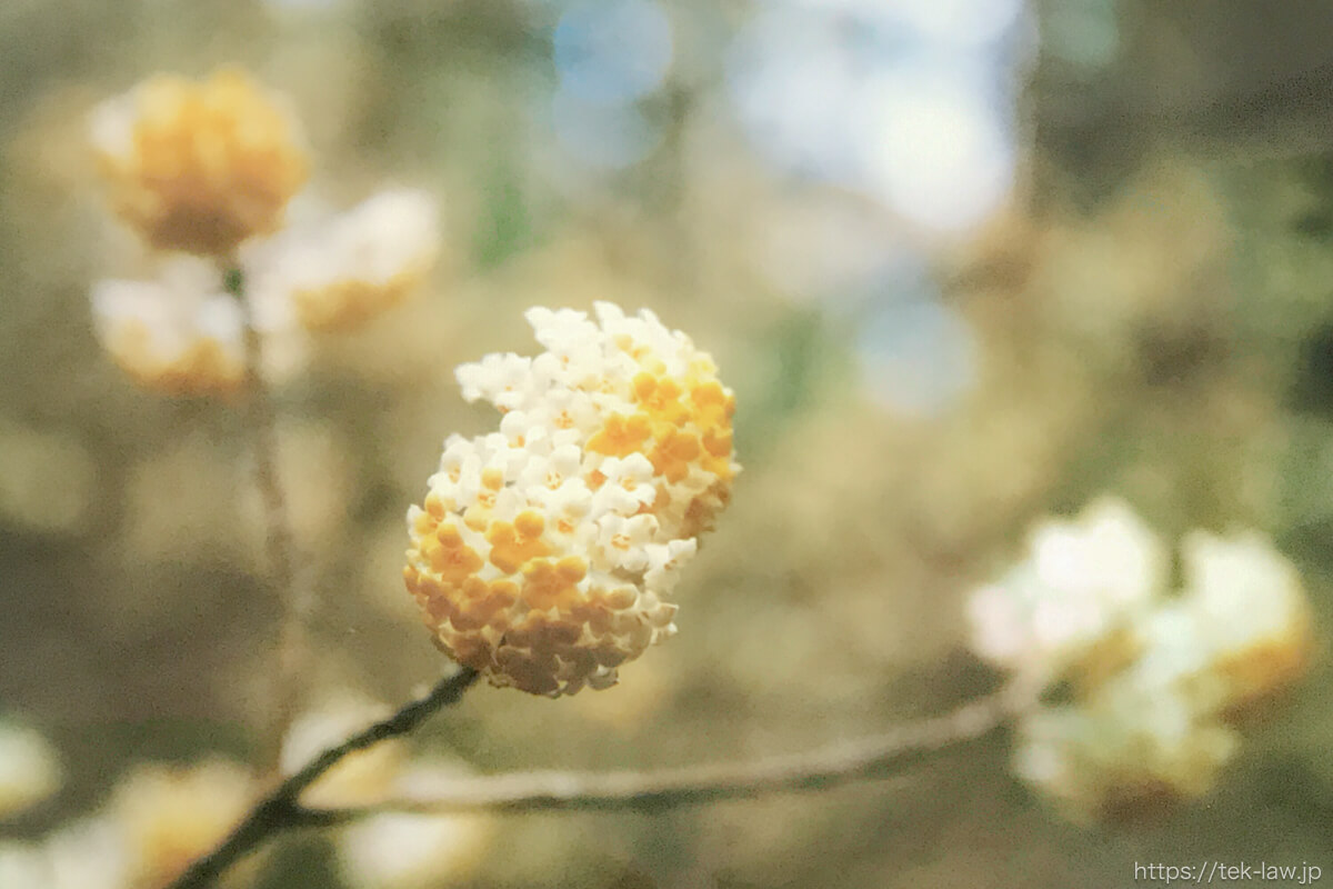 ミツマタの花