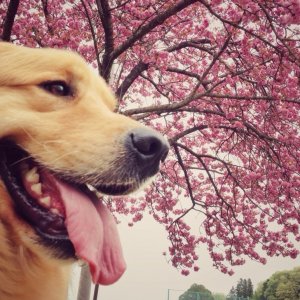 八重桜と犬