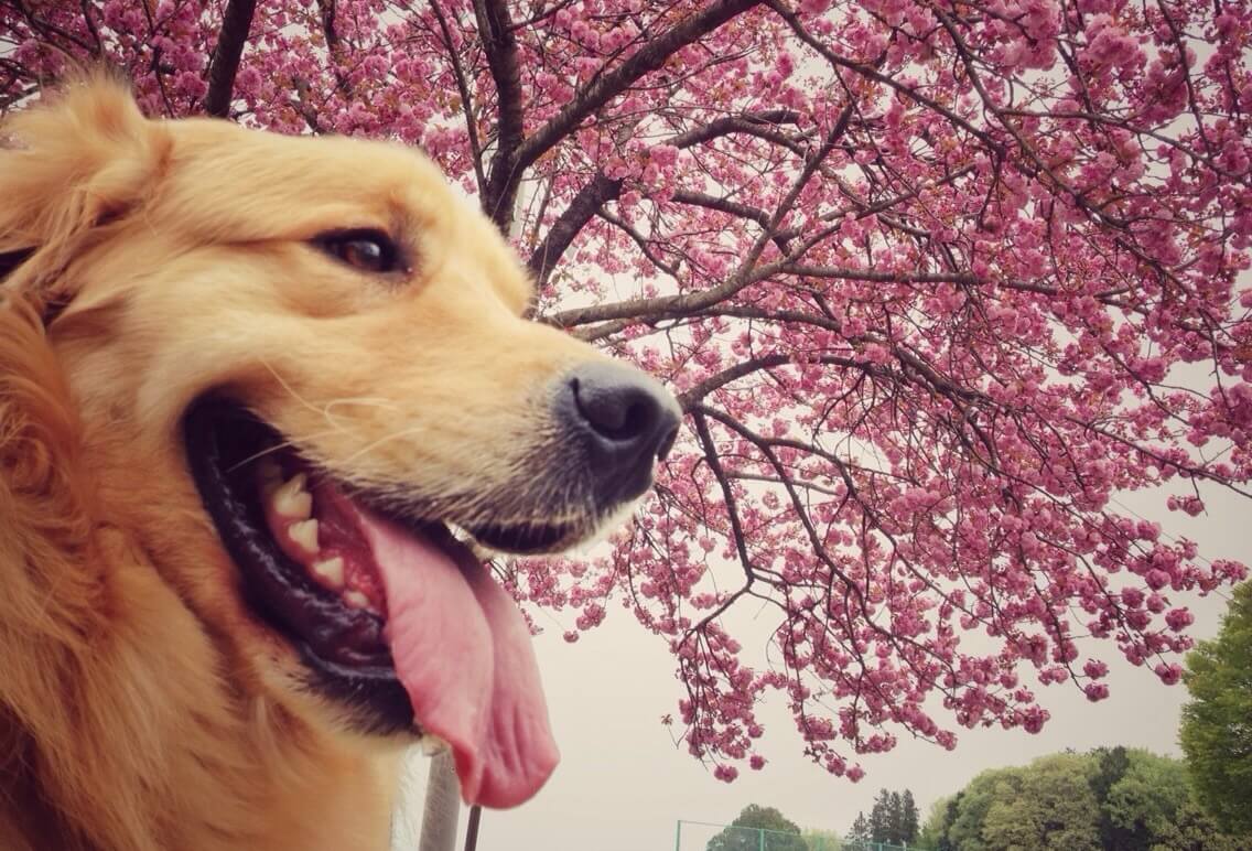 八重桜と犬