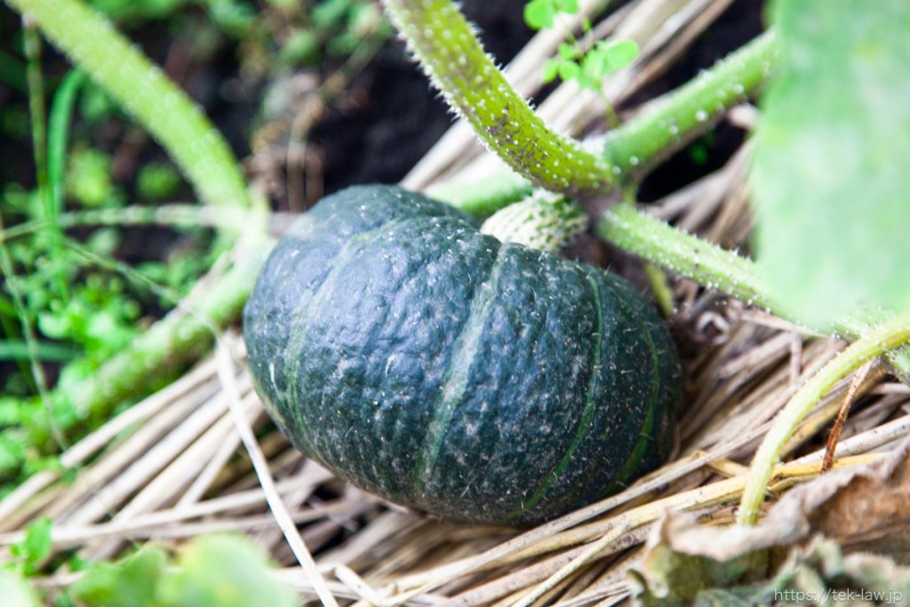 育ててよかった野菜 – 2020年夏の家庭菜園を振り返る