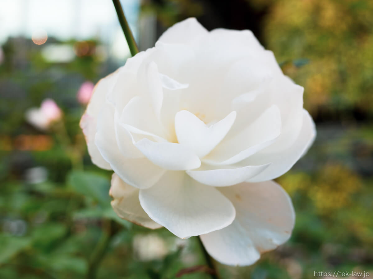 花壇に咲く白い花