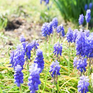 庭に咲くムスカリの花