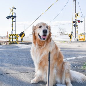 犬と鳴り始めた踏切