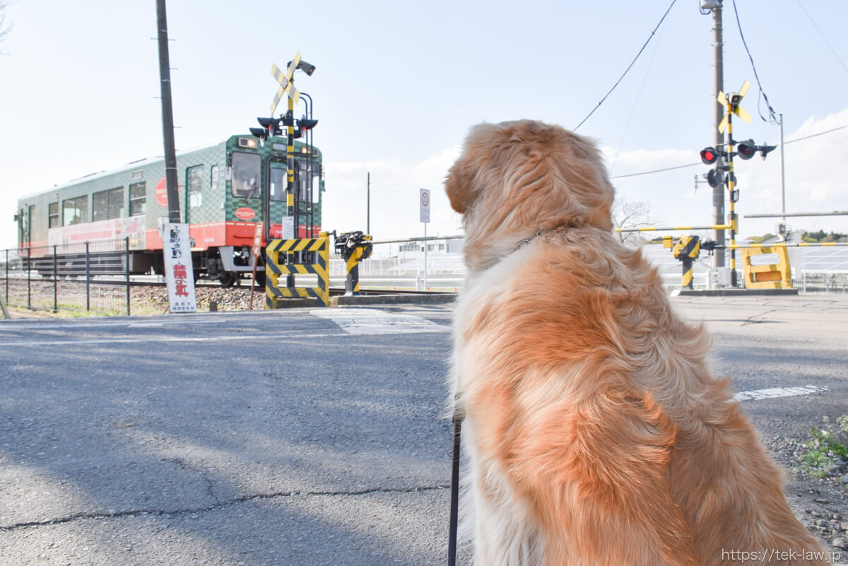 犬と真岡鐵道