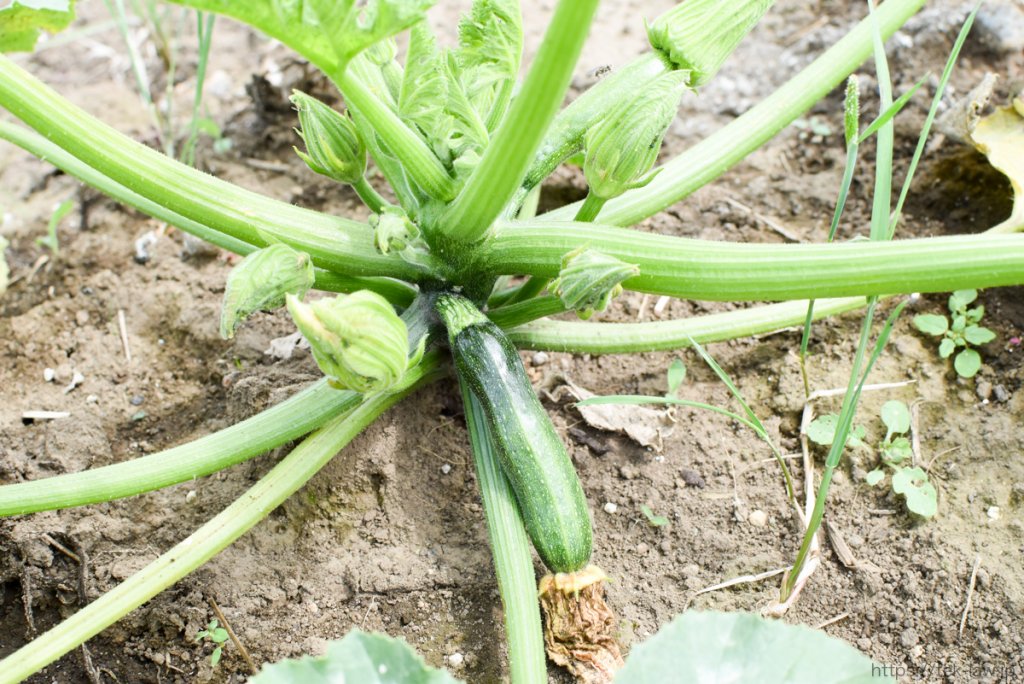 野菜の成長を見守る - 初めてのアスパラガスとズッキーニ