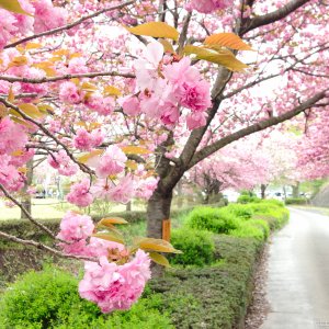 天平の丘公園の八重桜