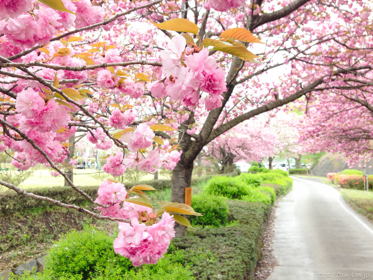 天平の丘公園の八重桜