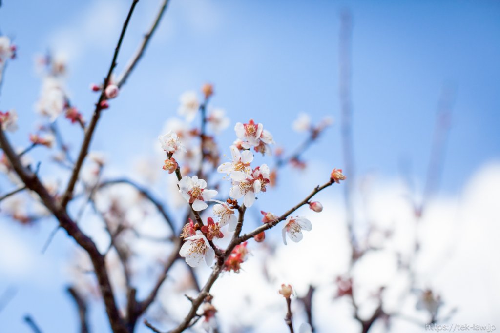 春の訪れ – 庭の梅が満開に