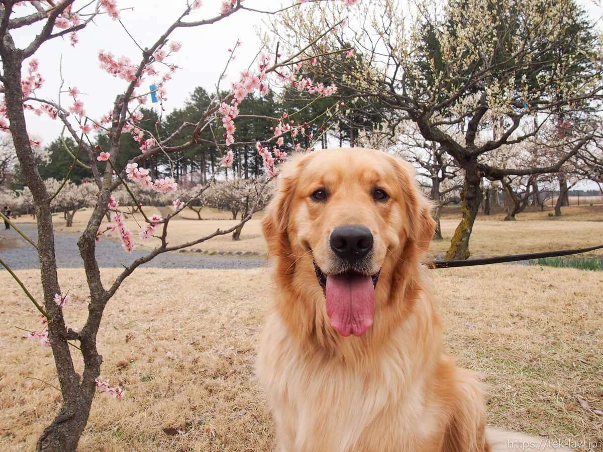 犬と梅の花