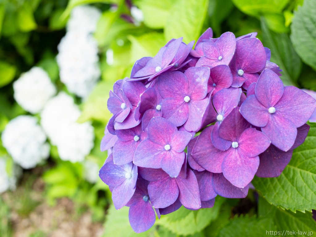 お堀に咲く紫陽花が感慨深い - 芭蕉の里くろばね紫陽花まつり