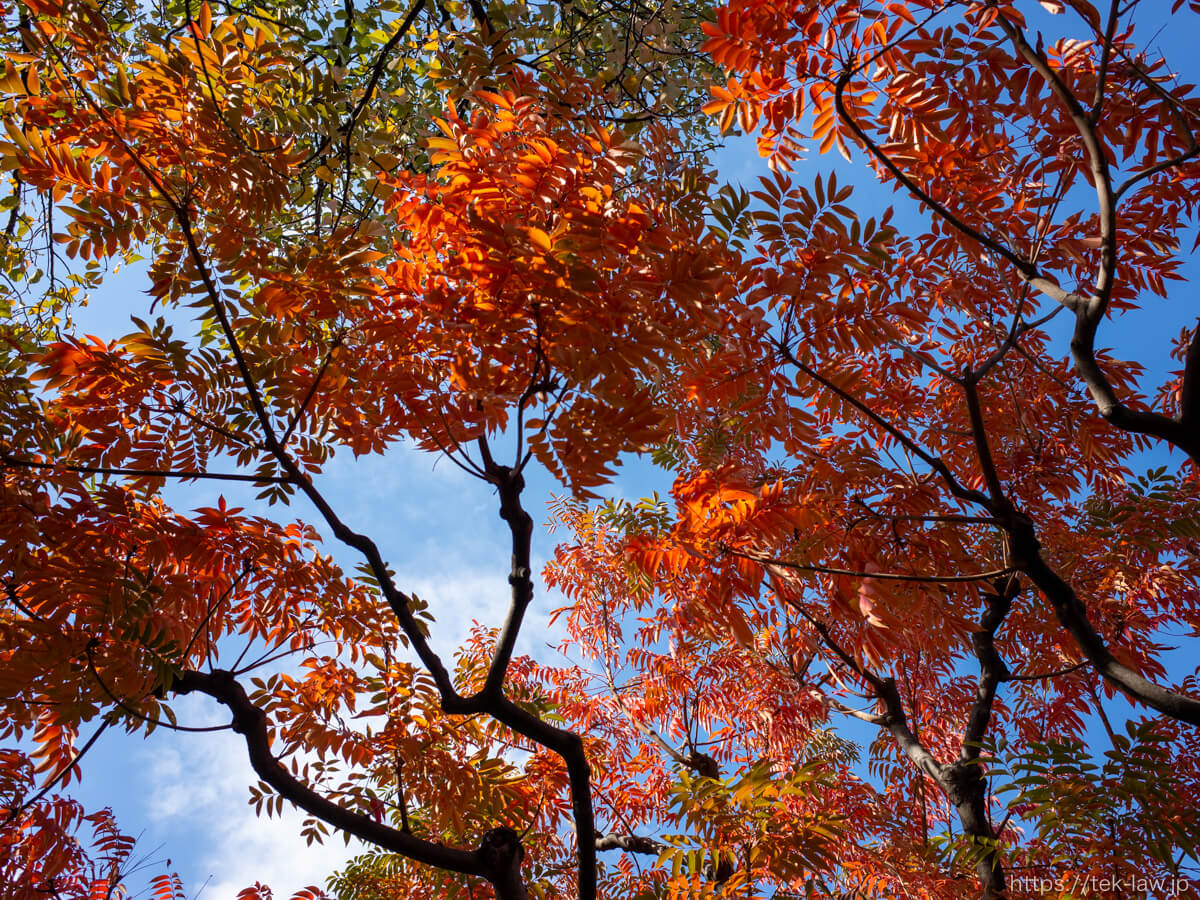秋の空と紅葉