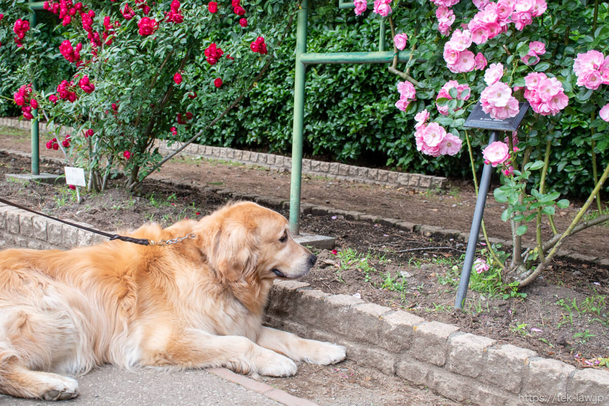 薔薇を鑑賞する犬