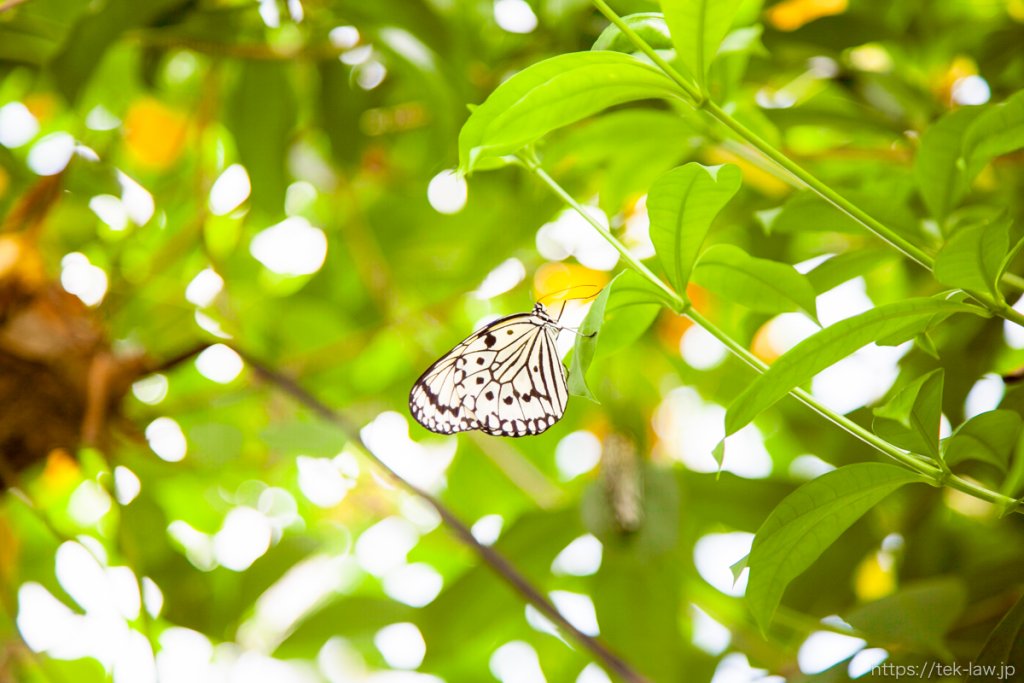 蝶と植物が美しい - 真岡・井頭公園の花ちょう遊館