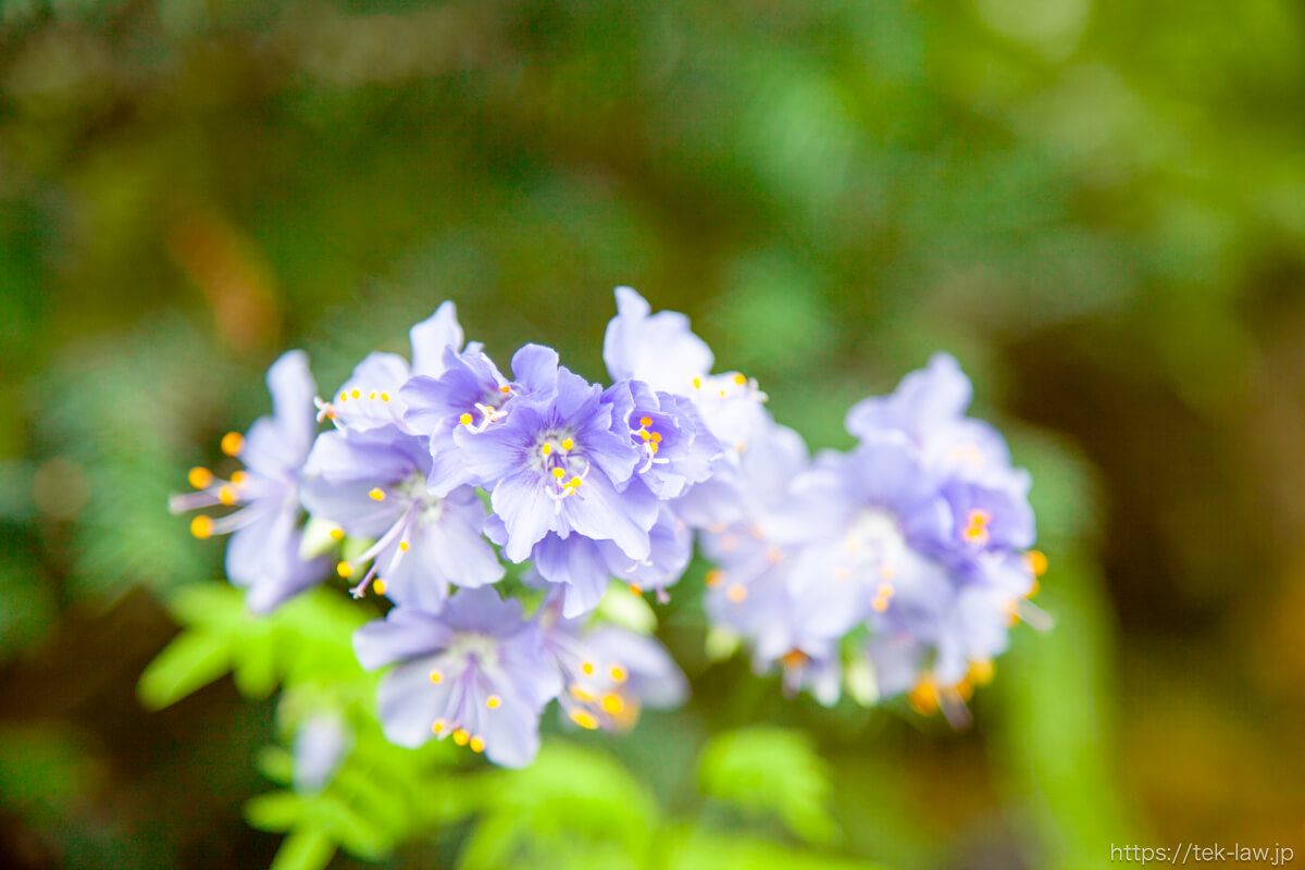 高山植物館の花