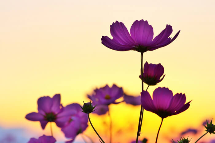 sunset_and_flower-image